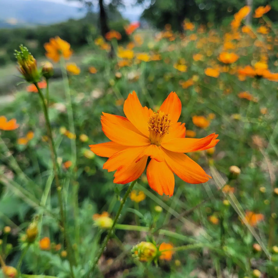 calendula