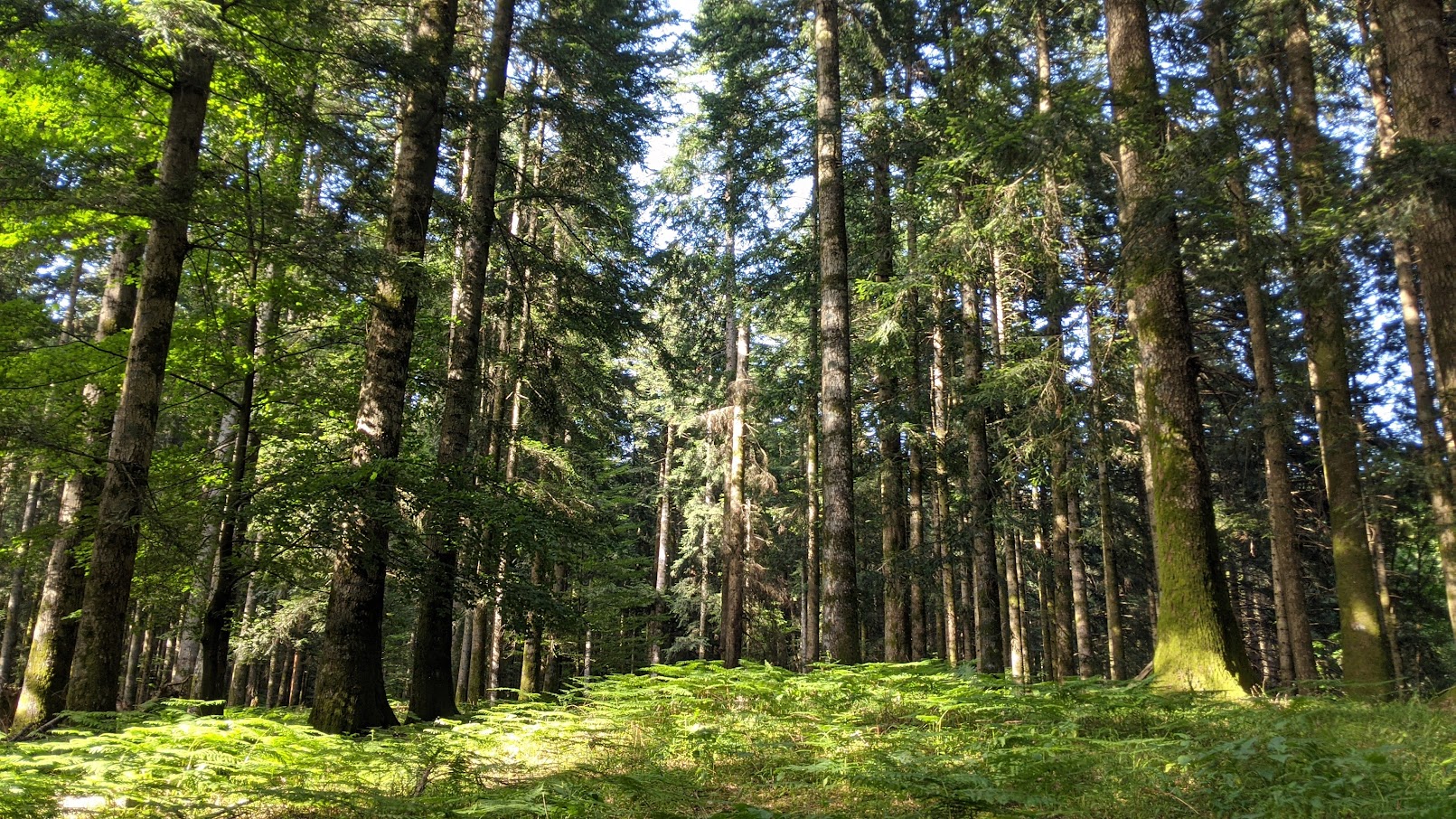 camaldoli foresta