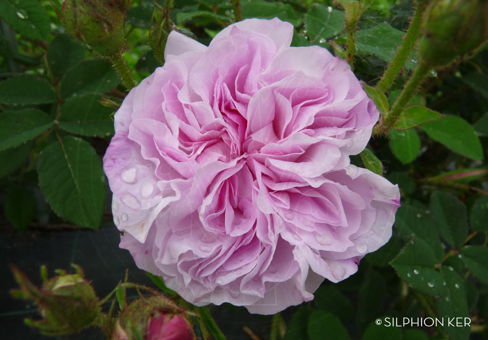 silphionker rosa damascena