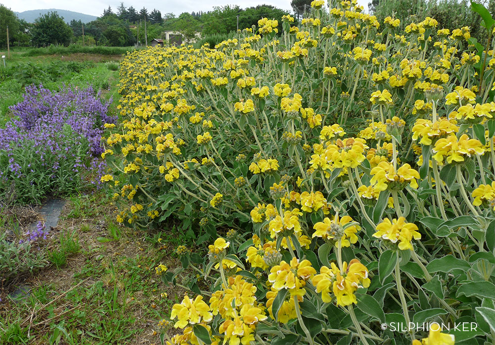 Phlomis fruticosa 01