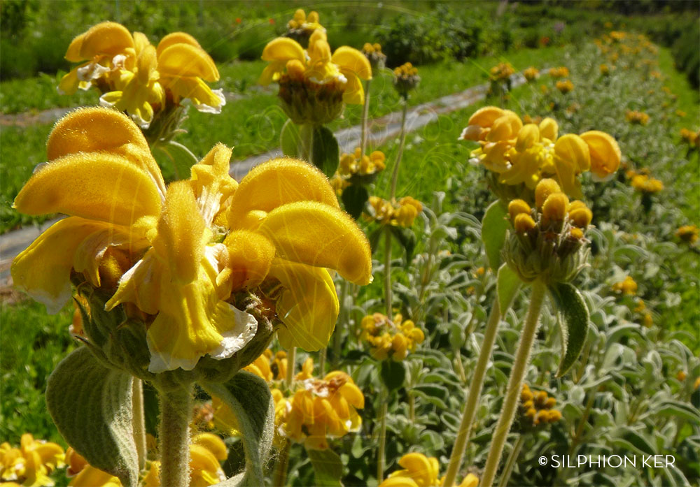 Phlomis fruticosa 02
