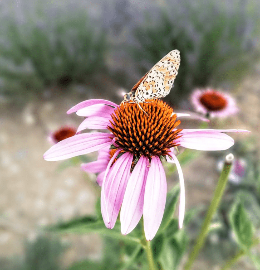 cosmesi naturale copertina