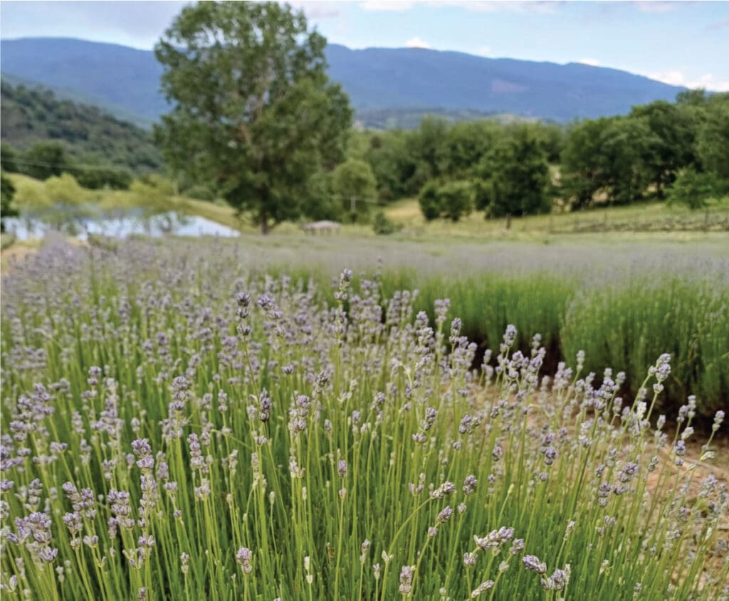 corso biodinamica 2024 09 bg
